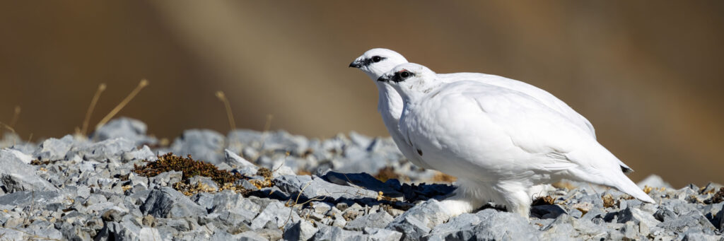 Zwei Raufußhühner mit auffälliger schwarzer Zeichnung stehen auf felsigem Grund vor einem sanft verschwommenen braunen Hintergrund.