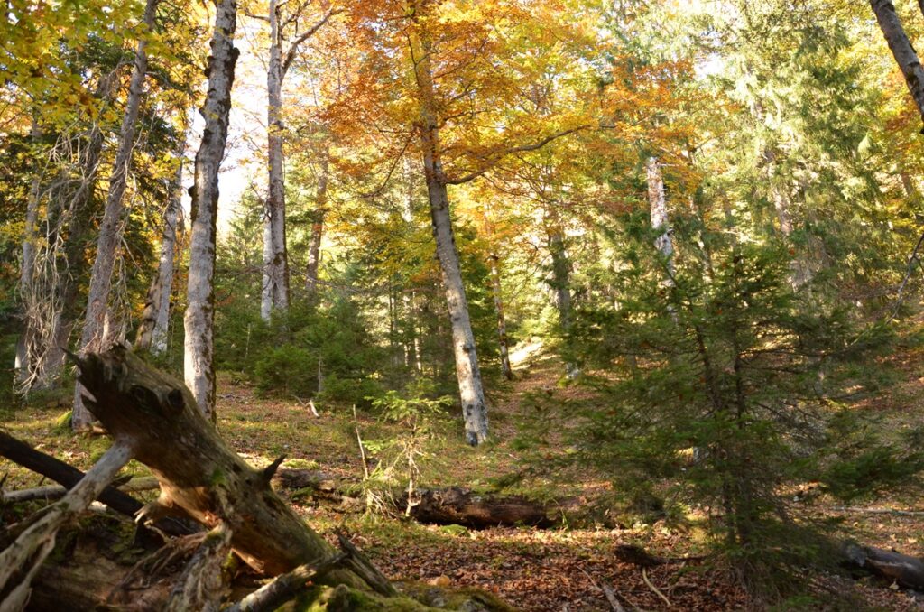 Das Sonnenlicht fällt durch die hohen Bäume in einem Wald mit grünem und herbstlich gefärbtem Laub; zwischen den herabgefallenen Ästen und dem Laubstreu kann man vielleicht einen Wespenbussard entdecken, der über den Baumkronen schwebt.