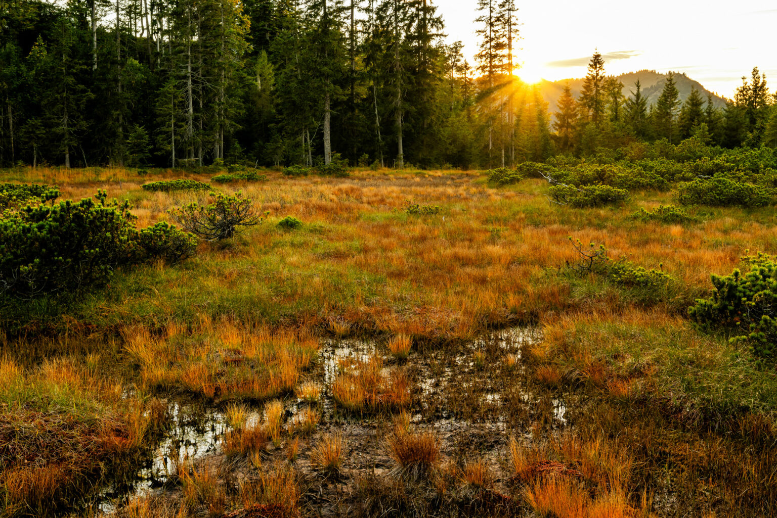 Ein sonnenbeschienenes Feuchtgebiet mit hohen Gräsern und vereinzelten Sträuchern, gesäumt von immergrünen Bäumen, mit einem kleinen Bereich mit stehendem Wasser im Vordergrund - ein Ökosystem, das durch den Managementplan Karwendelmoore erhalten wird.