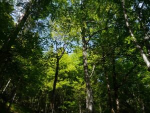Wald