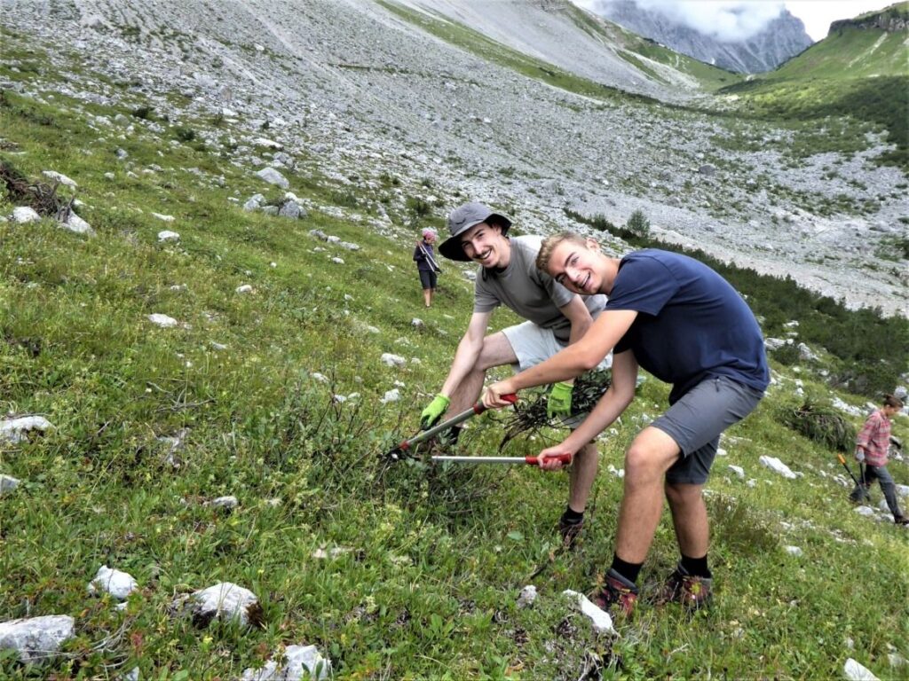 Zwei Personen schneiden mit Handwerkzeugen Pflanzen an einem grasbewachsenen, felsigen Hang in den Bergen, während im Hintergrund andere Personen arbeiten - ein Beispiel dafür, wie Naturschutzpläne Alm erfolgreich umgesetzt werden!.
