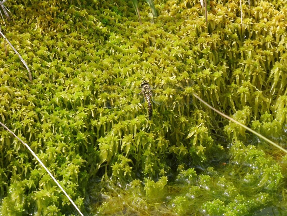 Eine Libelle mit durchsichtigen Flügeln ruht auf einem Fleck mit dichtem, grünem Moos in der Nähe des Wassers im ruhigen Naturpark Karwendel.