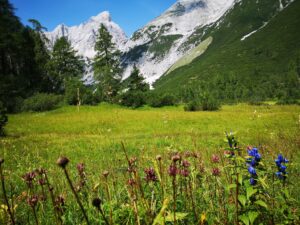 Eine grasbewachsene Wiese mit Wildblumen im Vordergrund, grüne Bäume und felsige, schneebedeckte Berge unter einem klaren blauen Himmel bildeten die Kulisse für eine unvergessliche Wanderung Issanger.