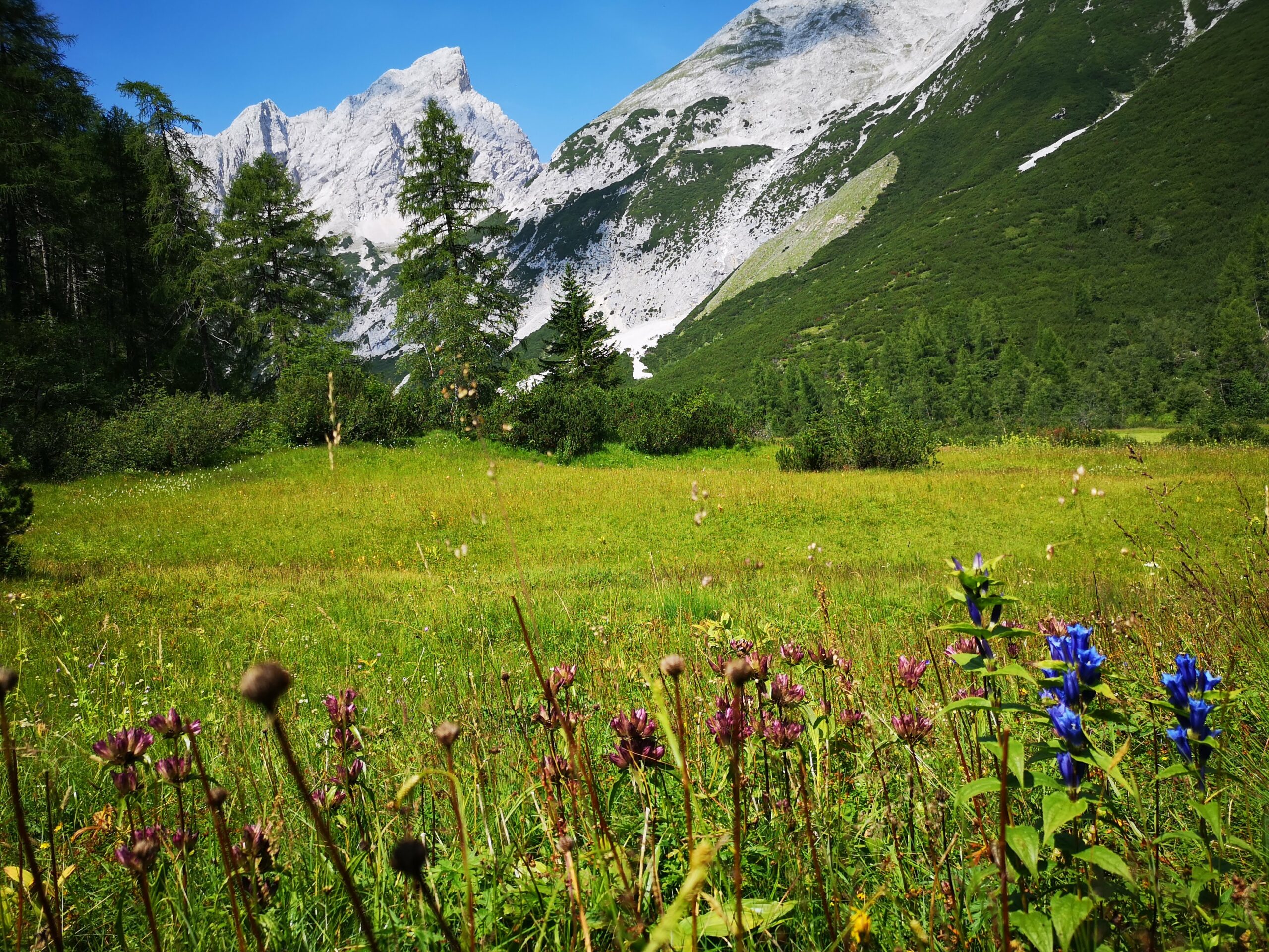 Eine grasbewachsene Wiese mit Wildblumen im Vordergrund, grüne Bäume und felsige, schneebedeckte Berge unter einem klaren blauen Himmel bildeten die Kulisse für eine unvergessliche Wanderung Issanger.