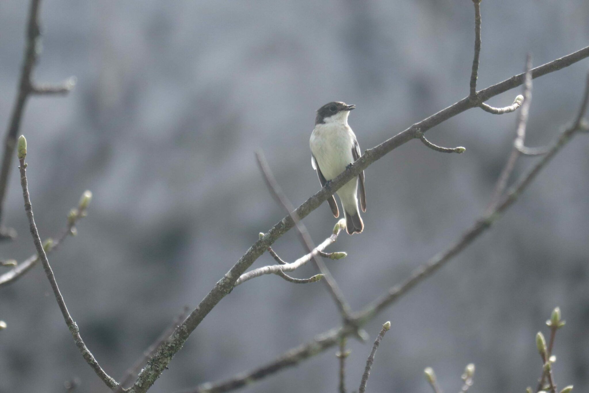 Ein kleiner Trauerschnäpper mit weißem Bauch und dunklem Kopf hockt auf einem blattlosen Zweig mit mehreren Knospen vor einem verschwommenen grauen Hintergrund.