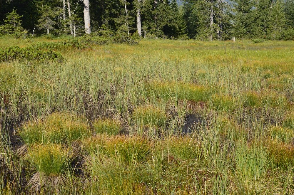 Ein grasbewachsenes Feuchtgebiet mit dichten Büscheln hohen Grases und vereinzelten Sträuchern, gesäumt von einem Wald mit immergrünen Bäumen im Hintergrund - ein idealer Standort für die Hydrologische Zustandsbewertung ausgewählter Karwendelmoore.