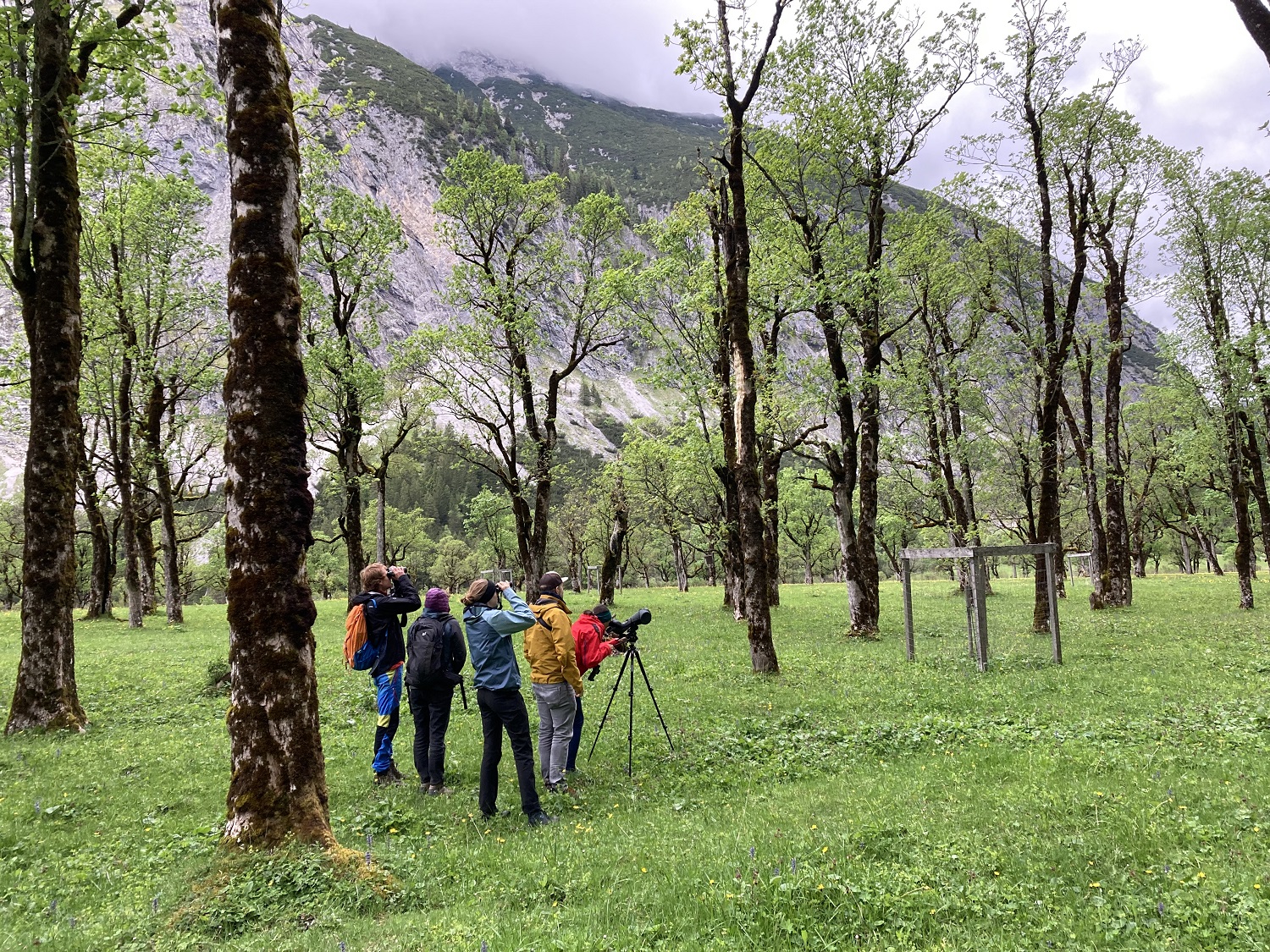 Eine Gruppe von Menschen mit Rucksäcken und Ferngläsern beobachtet die Brutvögel im Karwendel durch ein Spektiv in einer grasbewachsenen, baumbestandenen Berglandschaft.