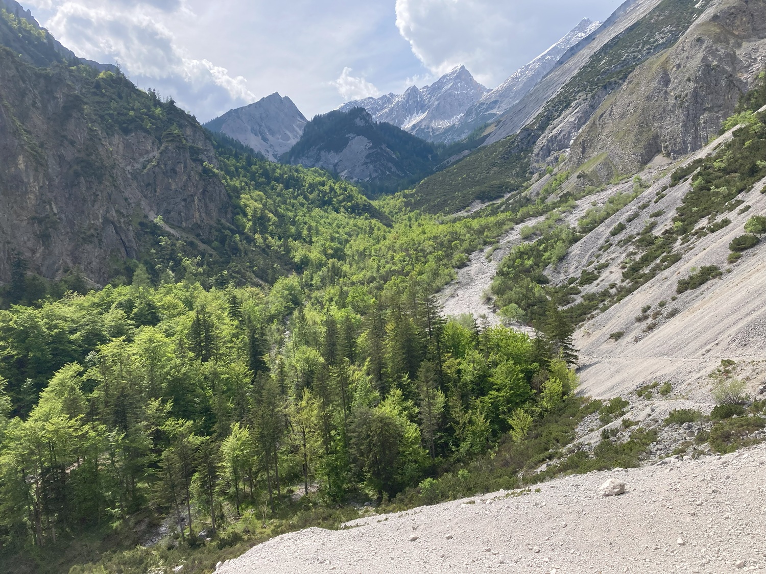 Ein sonnenbeschienener, grüner Wald füllt ein Tal zwischen steilen, felsigen Bergen im Naturwaldreservat Halltal, mit schneebedeckten Gipfeln im Hintergrund unter einem teilweise bewölkten Himmel.