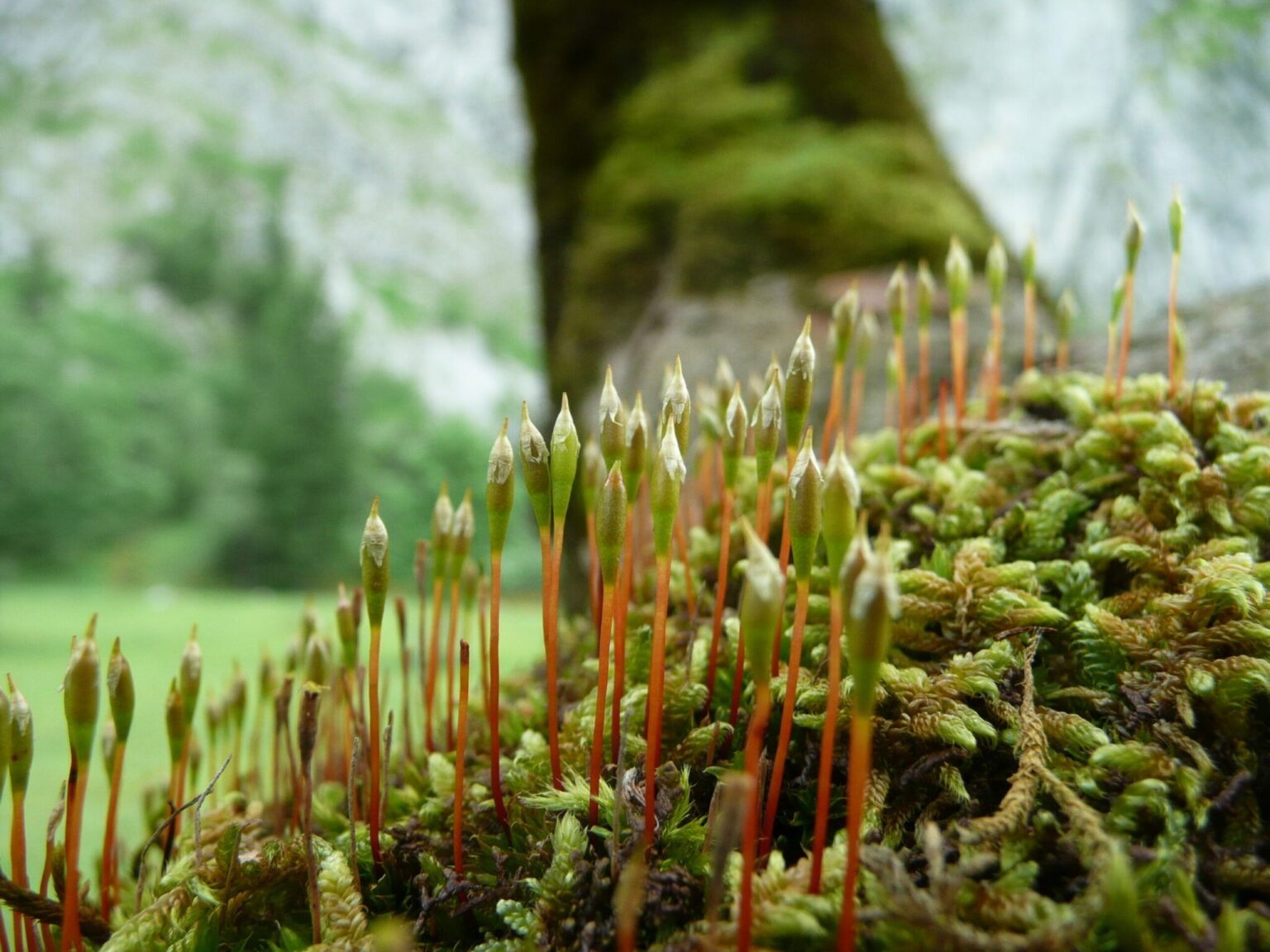 Rudolphis Trompetenmoos