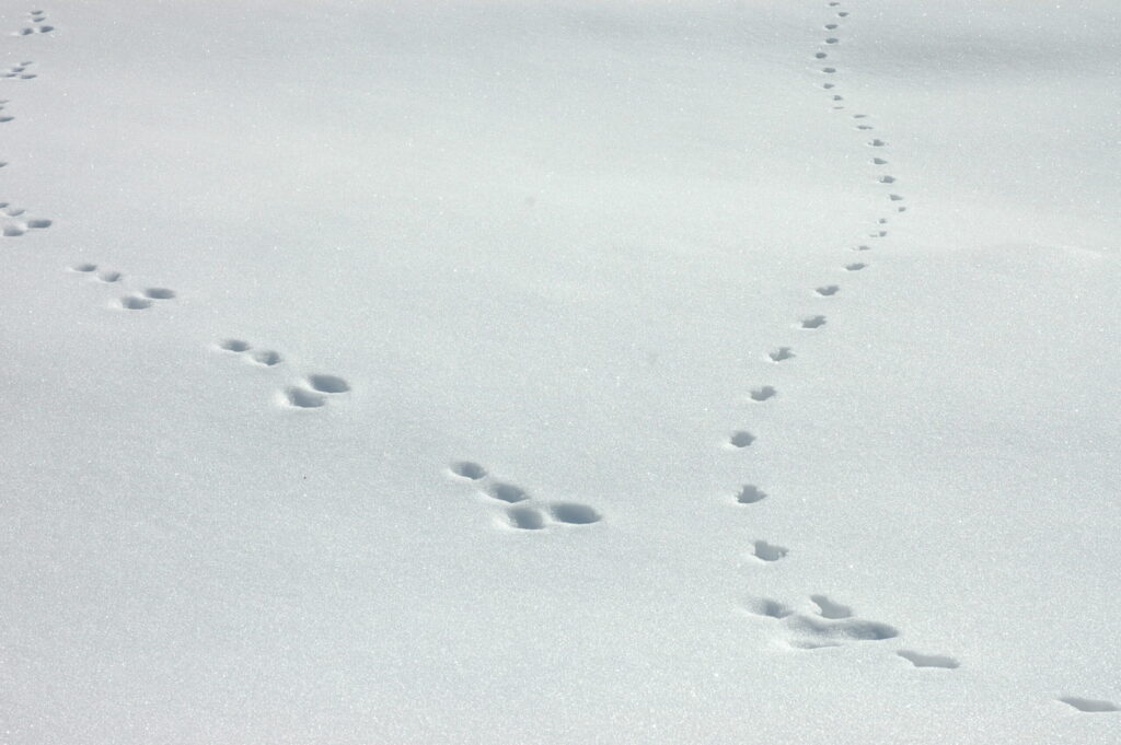 Sich kreuzende Tierspuren sind im frischen, ungestörten Schnee bei sanftem Tageslicht sichtbar - eine perfekte Szene für Spurenlesen.