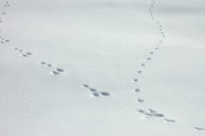 Sich kreuzende Tierspuren sind im frischen, ungestörten Schnee bei sanftem Tageslicht sichtbar - eine perfekte Szene für Spurenlesen.