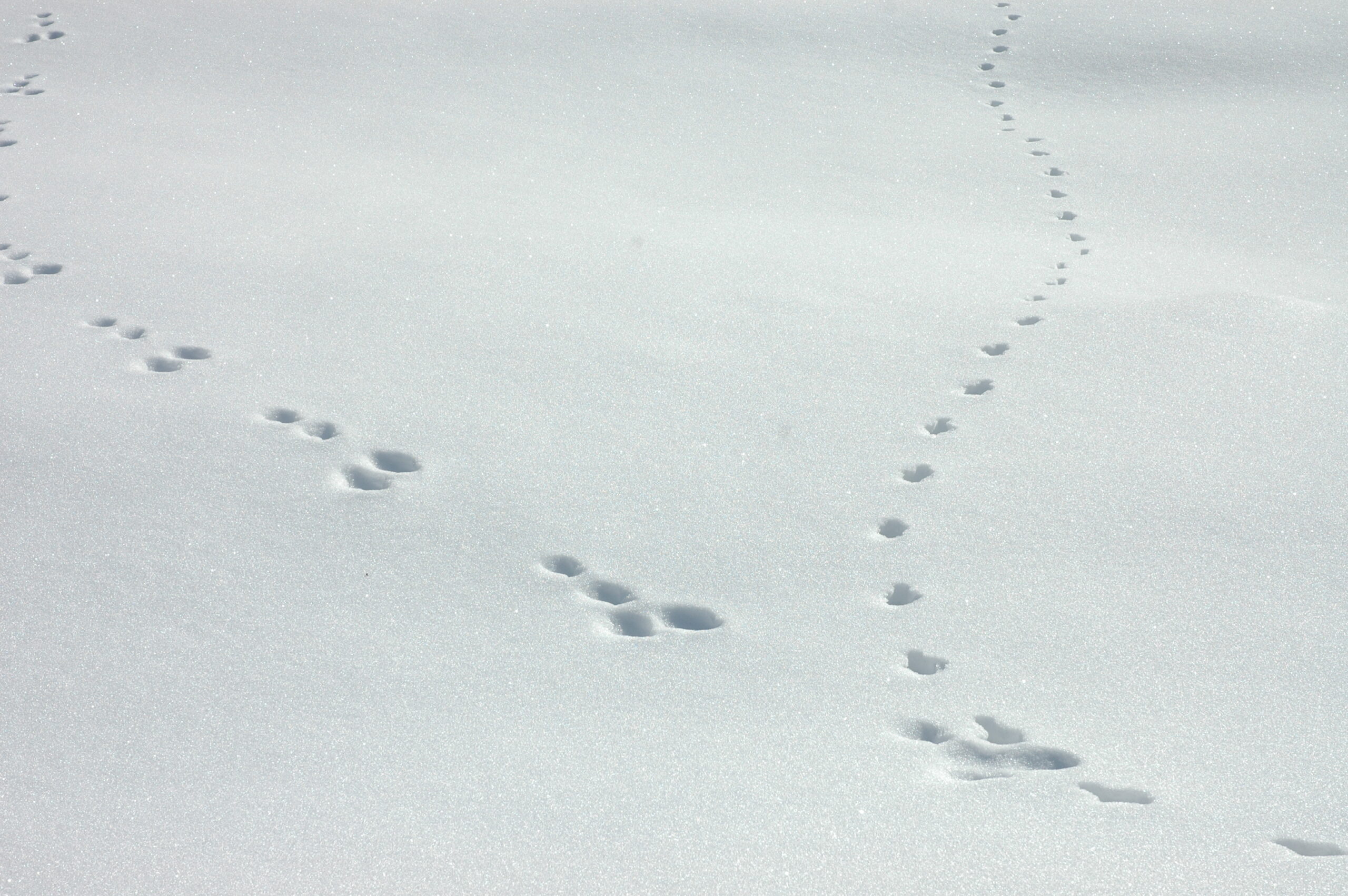 Sich kreuzende Tierspuren sind im frischen, ungestörten Schnee bei sanftem Tageslicht sichtbar - eine perfekte Szene für Spurenlesen.