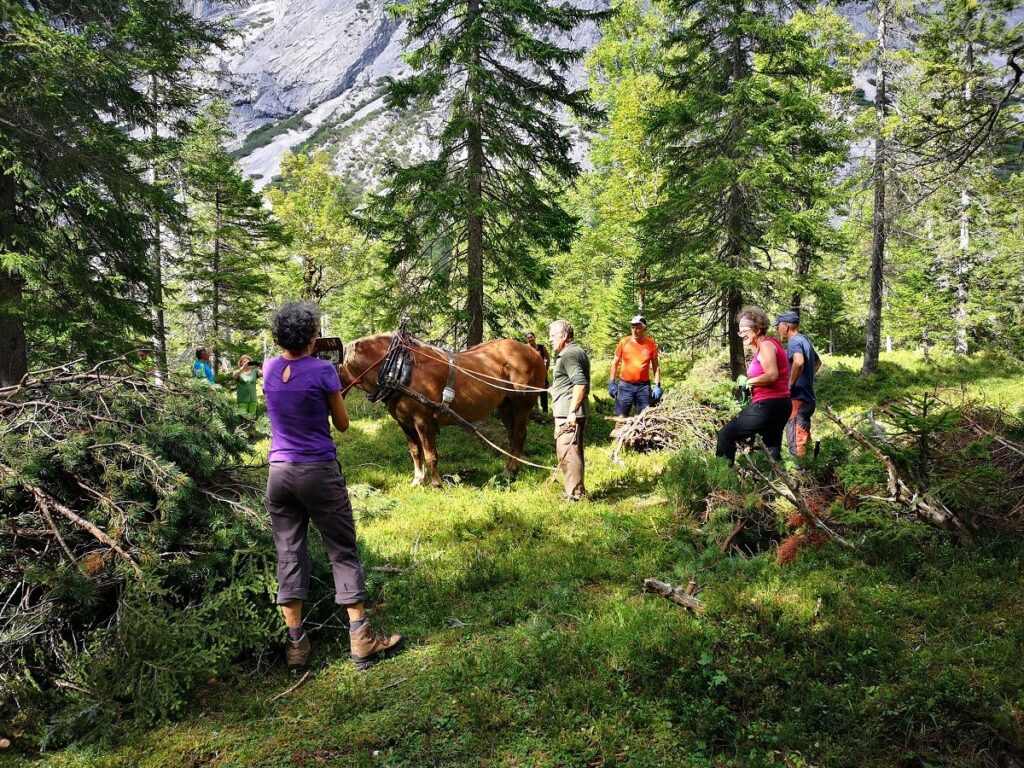 Eine Gruppe von Menschen steht in einem Wald auf der Almpflege Kastenalm mit einem Pferd, das an Ästen angeschirrt ist, umgeben von Bäumen und Bergen im Hintergrund.