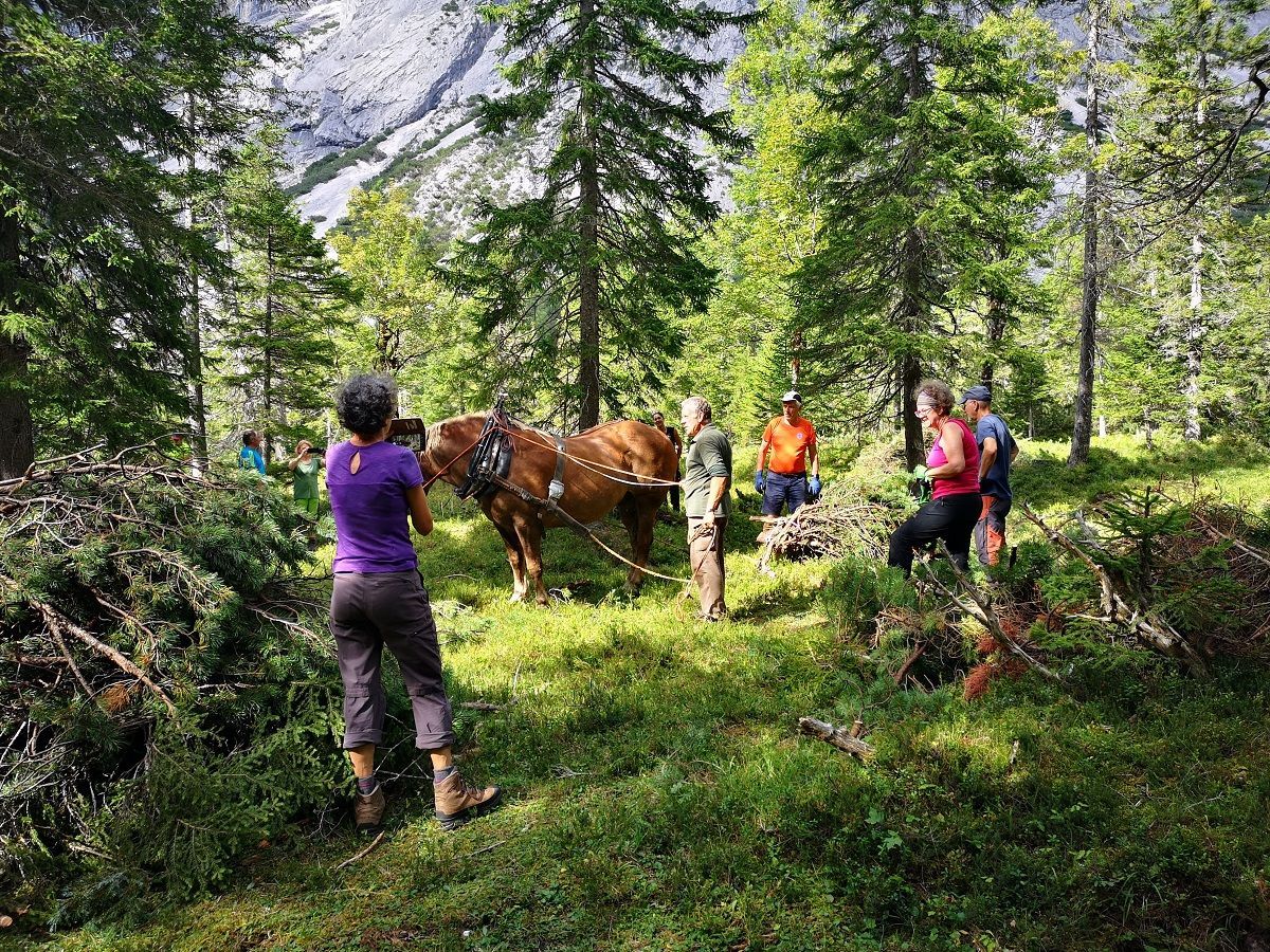 Eine Gruppe von Menschen steht in einem Wald auf der Almpflege Kastenalm mit einem Pferd, das an Ästen angeschirrt ist, umgeben von Bäumen und Bergen im Hintergrund.