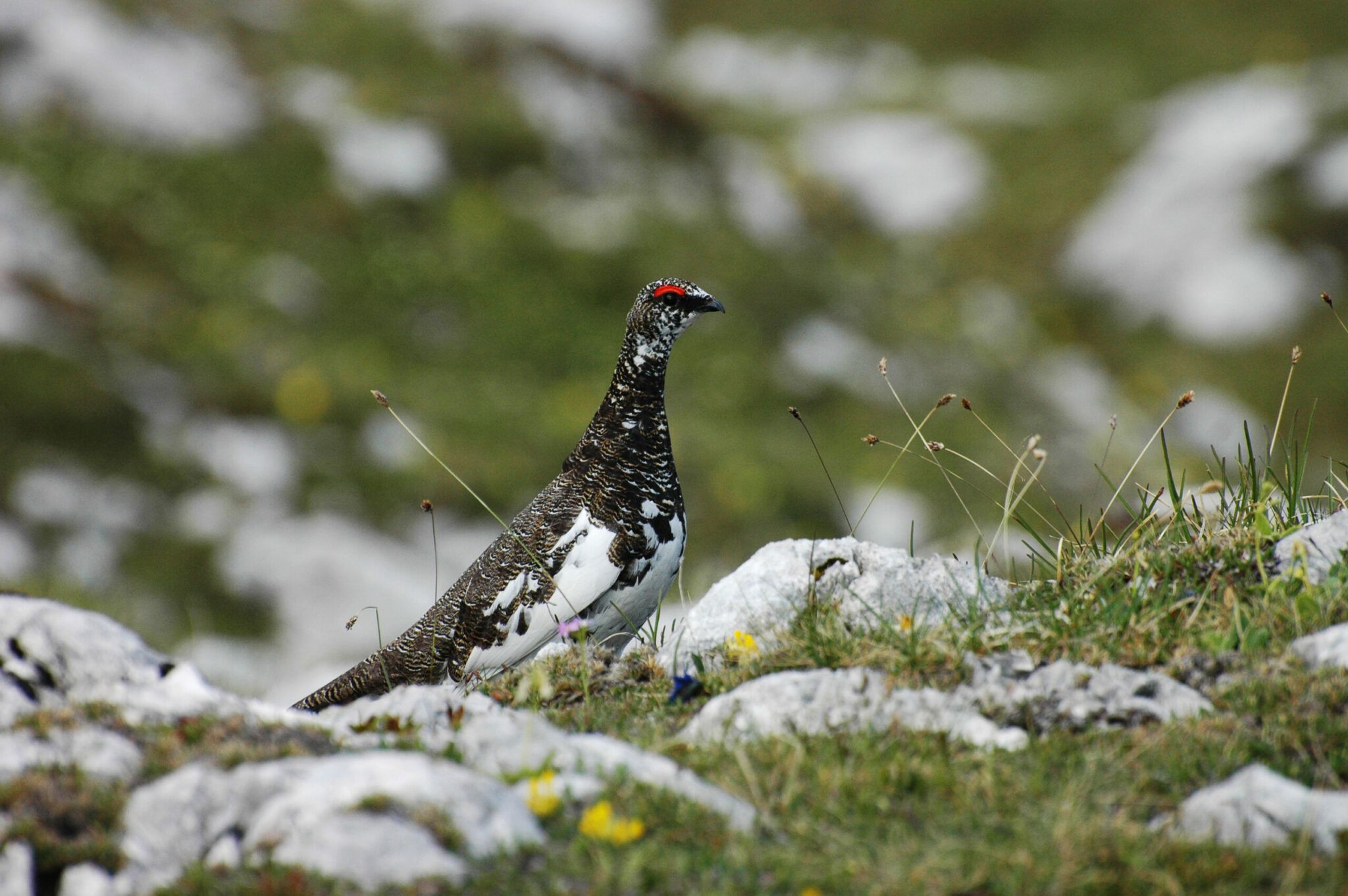 Schneehuhn (Foto: Otto Leiner)