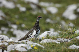 Schneehuhn auf einer alpinen Wiese zwischen Felsen sitzend