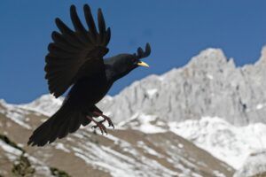 Alpendohle