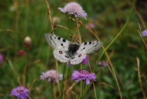 Ein Vielfalter, ein weißer Schmetterling mit schwarzen Flecken und roter Augenzeichnung, ruht auf einer violetten Wildblume, umgeben von grünem Gras und anderen violetten Blüten.