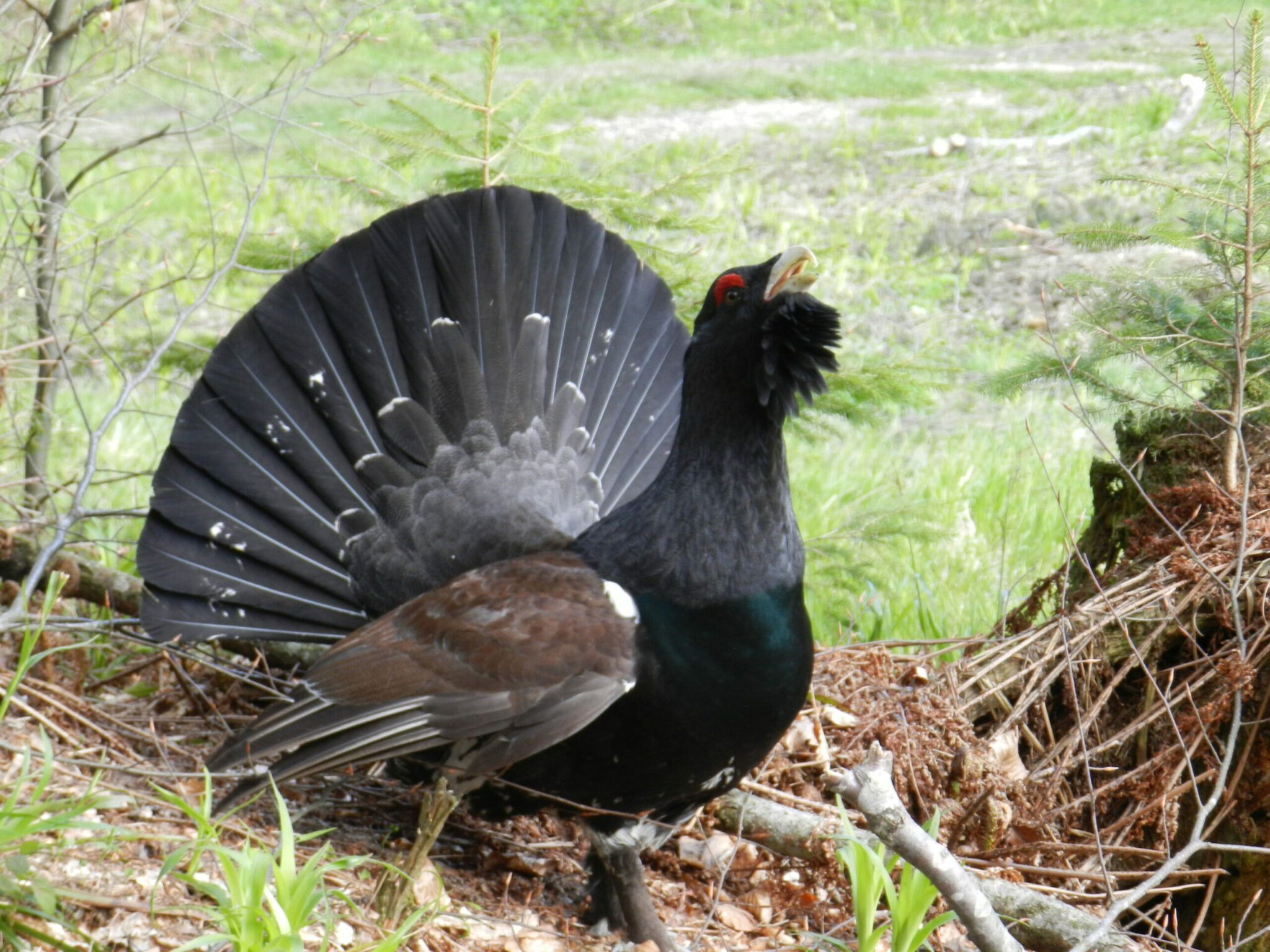 Ein männliches Auerhuhn im Wald