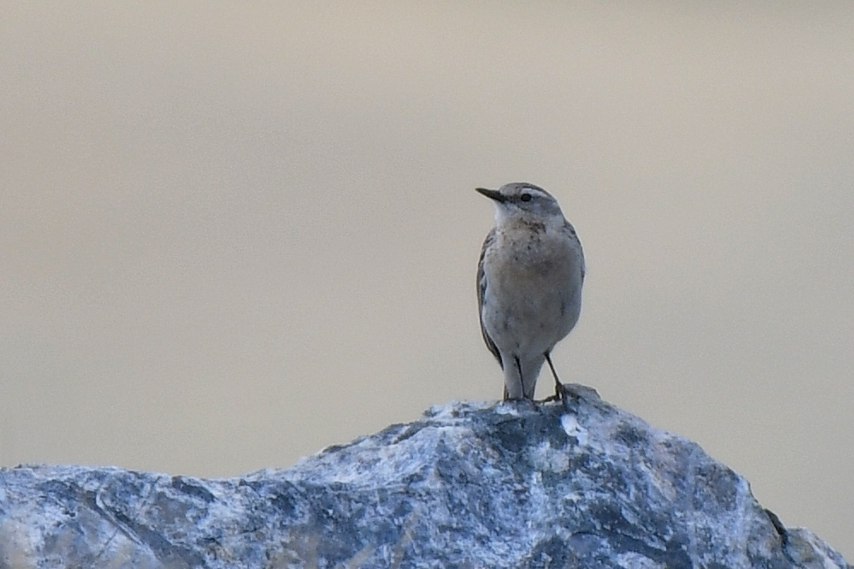 Ein kleiner, hellbrauner Bergpieper steht auf einem grauen Felsen vor einem neutralen, unscharfen Hintergrund.