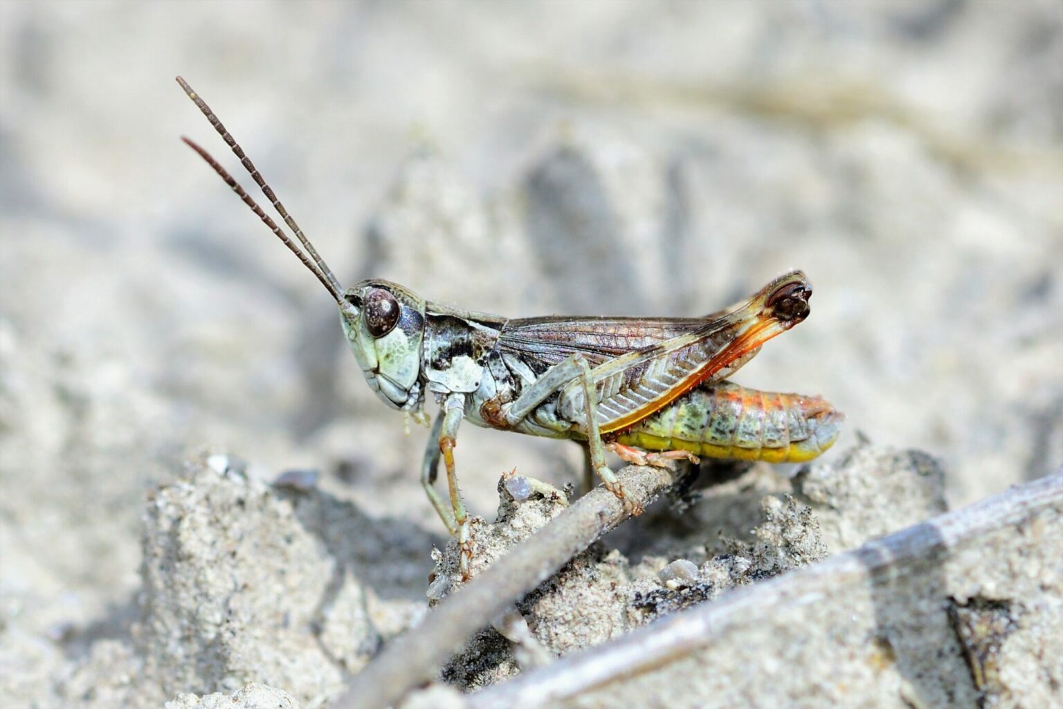 Kiesbank-Grashüpfer