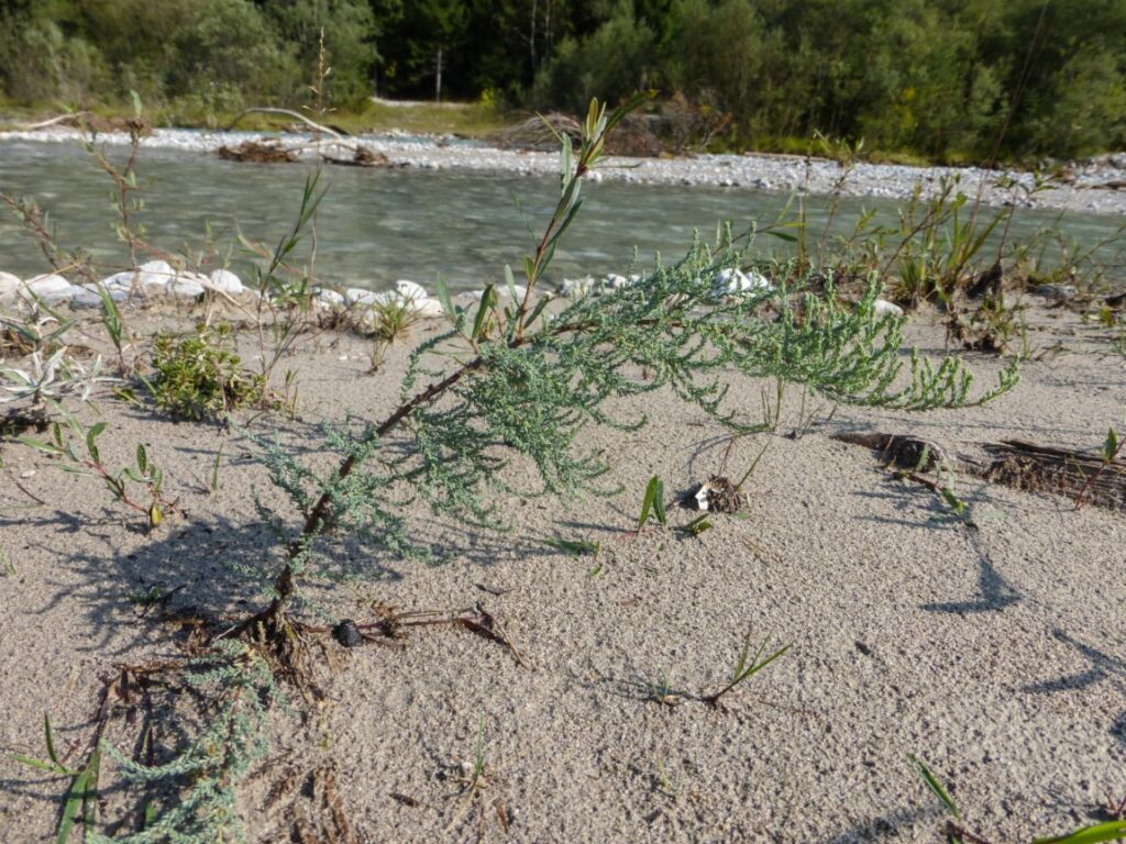 Eine grüne, niedrig wachsende Pflanze mit dünnen, nadelförmigen Blättern, die als Deutsche Tamariske identifiziert wurde, breitet sich auf sandigem Boden in der Nähe eines Flussufers aus, mit Wasser und Bäumen im Hintergrund.