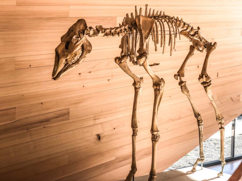 Bild: Olympiaregion Seefeld