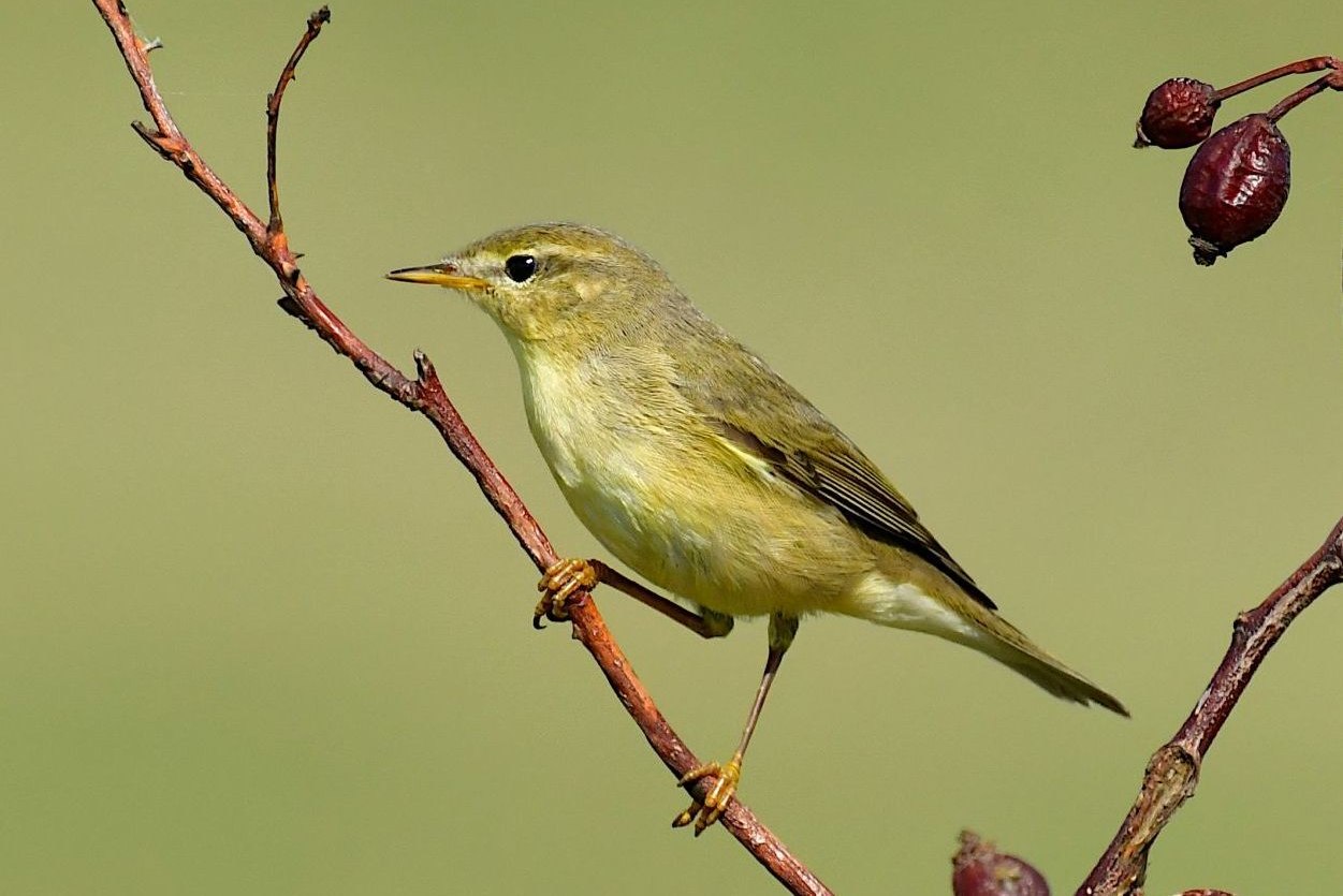 Verbreitungsgebiet Fitis