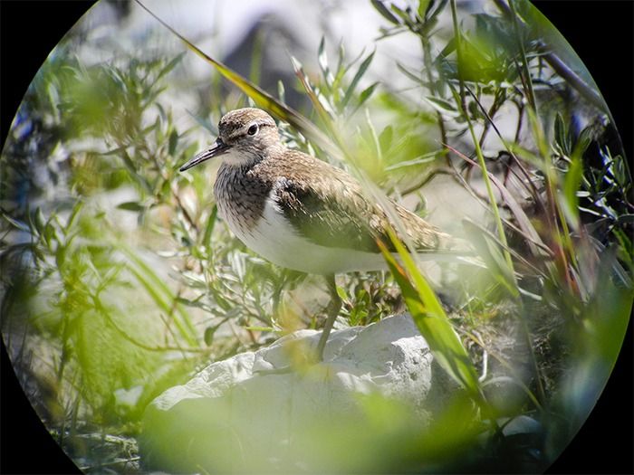 Ein braun-weißer Vogel steht auf einem Felsen, umgeben von grünen Pflanzen, betrachtet durch einen kreisrunden, binokularen Rahmen - ein inspirierender Anblick, der oft in Natur- und Artenschutzprojekten beobachtet wird.