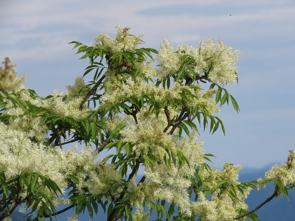 Fraxinus ornus, Manna-Esche, Blumen-Esche