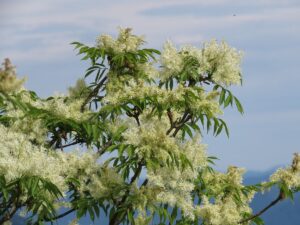Fraxinus ornus, Manna-Esche, Blumen-Esche