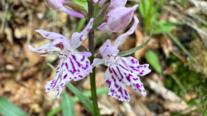 Dactylorhiza fuchsii, Fuchs' Fingerwurz, Fuchs' Knabenkraut