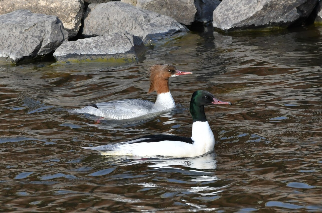 Zwei Gänsesäger mit unterschiedlichem Gefieder schwimmen in einem plätschernden Gewässer in der Nähe von Felsen; die Ente im Vordergrund hat einen weißen Körper und einen dunklen Kopf, während die Ente im Hintergrund einen braunen Kopf und einen grauen Körper aufweist.