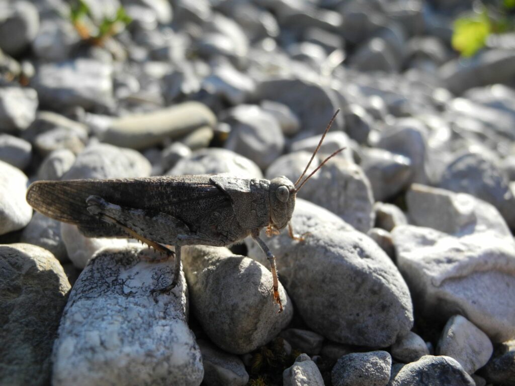 Gefleckte Schnarrschrecke