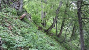 Ein bewaldeter Hang mit dichter grüner Vegetation, belaubten Bäumen und einem teilweise umgestürzten Baumstamm am gföllbedeckten Hang.