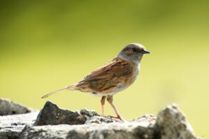 Eine kleine braune Heckenbraunelle mit gestreiftem Rücken und gräulichem Kopf steht auf felsigem Grund vor einem verschwommenen grünen Hintergrund.