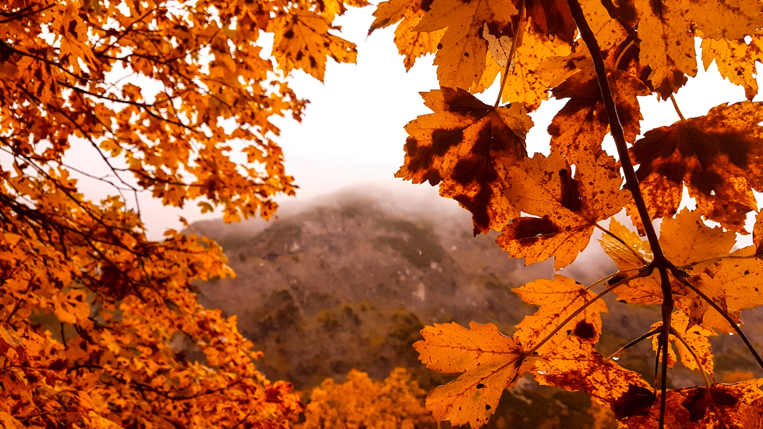 Zweige mit leuchtend orangefarbenen Herbstblättern im Wald rahmen einen nebligen Berg im Hintergrund unter einem bedeckten Himmel ein und fangen die stille Schönheit eines Waldtages ein.