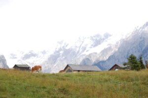 Kühe grasen auf einer Wiese in der Nähe von Holzhütten, im Hintergrund liegen schneebedeckte Berge unter einem strahlenden Himmel - die perfekte Kulisse für eine Abendwanderung mit Bergjause.