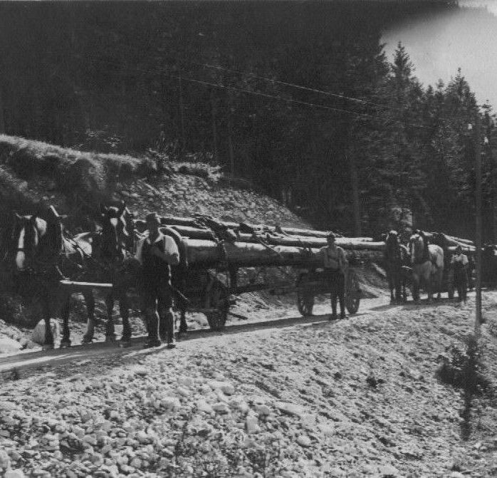 Zwei Paare von Saumtieren ziehen große Baumstämme auf einem Feldweg durch ein Waldgebiet, begleitet von Männern in Arbeitskleidung.