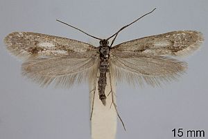Eine Kessleria burmanni-Motte mit ausgebreiteten Flügeln und gefiederten Rändern ist auf einem einfarbigen Hintergrund abgebildet; in der rechten unteren Ecke ist ein 15-mm-Maßstab angegeben.