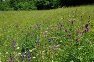 Auf der Leutascher Wiesenpracht blühen Wildblumen in lila, weißen und gelben Farbtönen, im Hintergrund stehen Bäume im hellen Sonnenlicht.