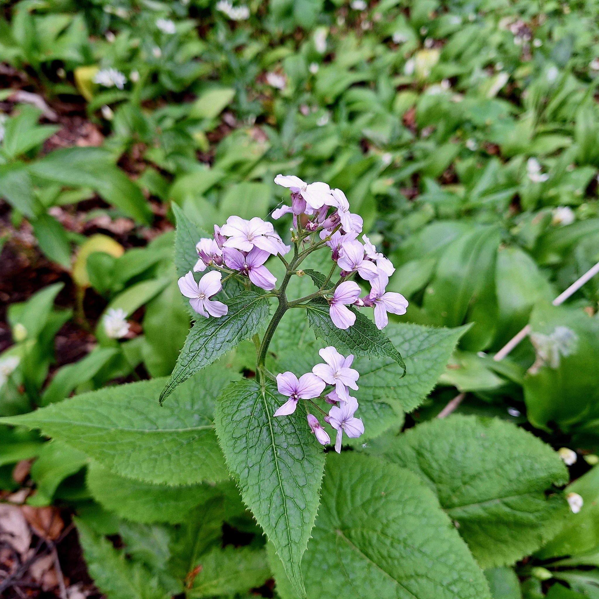 Lunaria-rediviva, Mondviole, Ausdauerndes Silberblatt