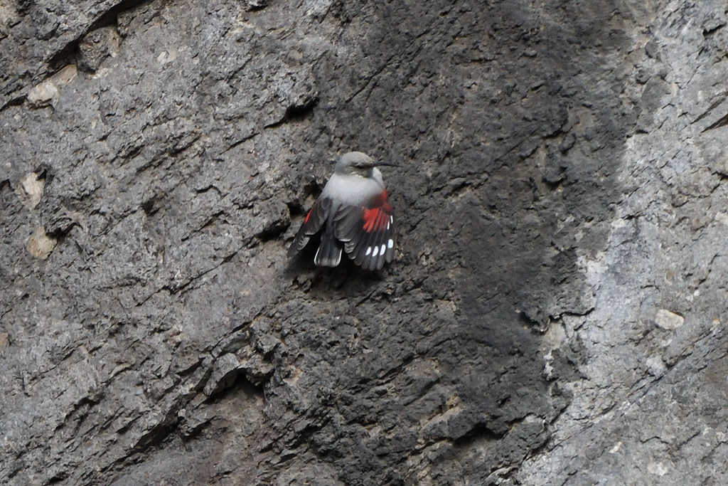 Ein kleiner Mauerläufer mit grauen, schwarzen und roten Flügeln hockte auf einer rauen, grauen Felswand.