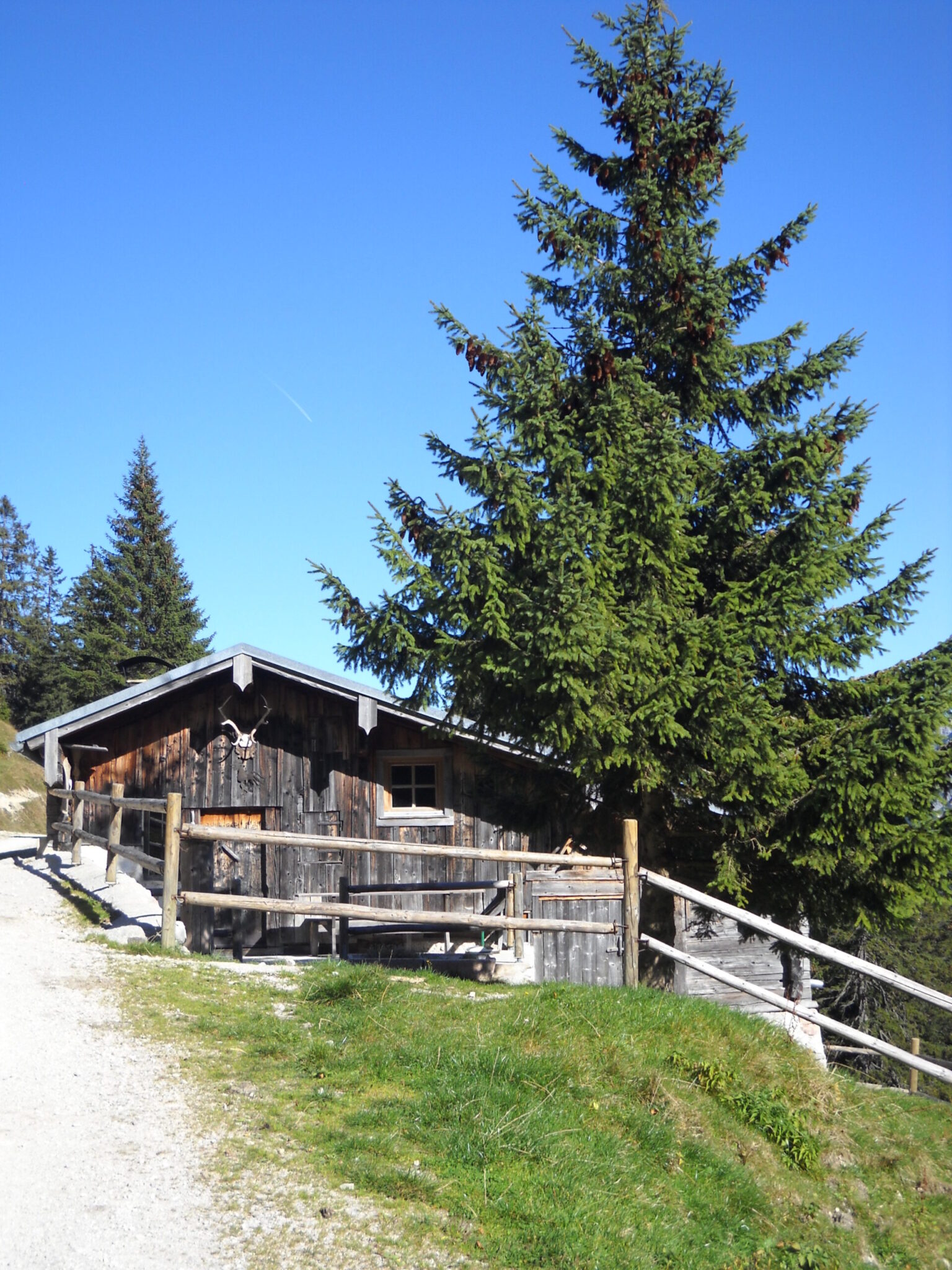 Eine Holzhütte mit einem eingezäunten Vorbau steht neben einer hohen Zirbe auf einem grasbewachsenen Hang, ideal für eine Rast nach einer Moosenalm-Wanderung, unter einem klaren blauen Himmel.