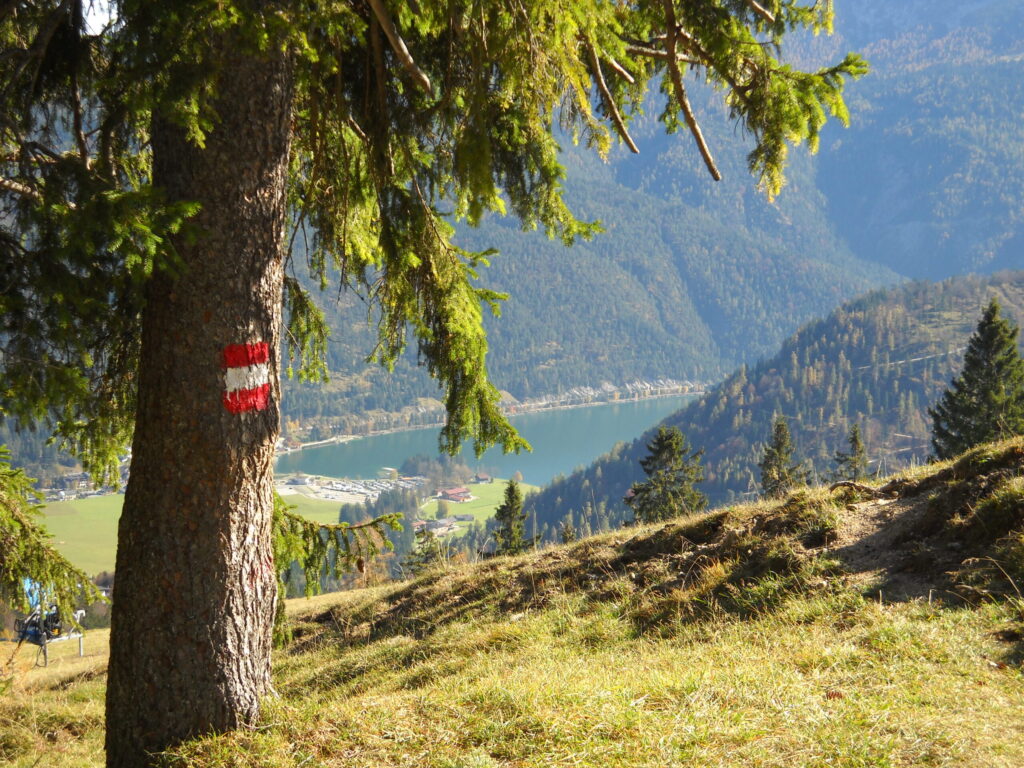 Ein Baum mit zwei rot-weißen Wegmarkierungen steht auf einem grasbewachsenen Hügel bei der Naturwacht Moosenalm, mit Blick auf einen See und bewaldete Berge im Hintergrund.