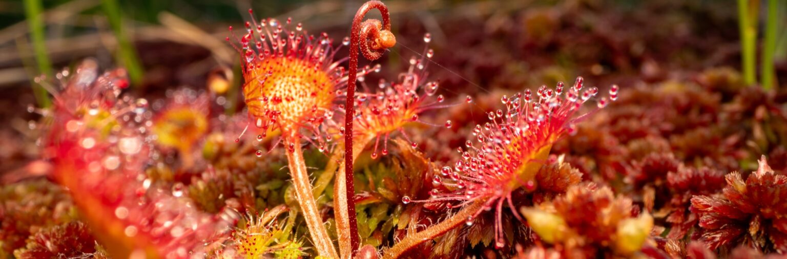 Moore - Bild vom Sonnentau, einer fleischfressenden Pflanze