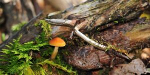 Ein kleiner orangefarbener Pilz wächst zwischen grünem Moos und morschem Holz in der unberührten Waldlandschaft der Naturwaldzelle Taschbach.