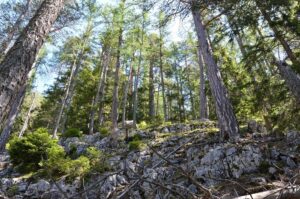 Naturwaldreservat Zwirchkopf