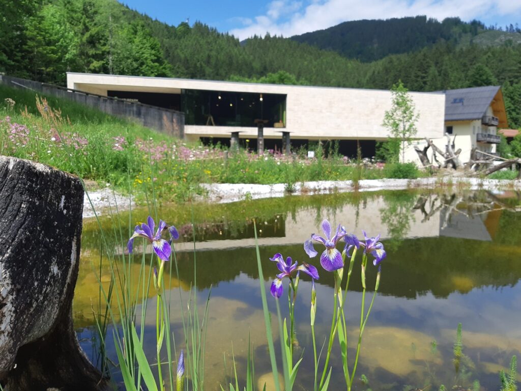 Lila Schwertlilien wachsen an einem kleinen Teich, in dem sich ein modernes beigefarbenes Gebäude mit großen Fenstern spiegelt, das von grünen Bäumen und Hügeln unter einem teilweise bewölkten Himmel umgeben ist, während die Besucherzentren wieder ihre Pforten öffnen.
