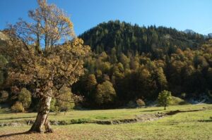 Ein großer Baum mit Herbstlaub steht auf einer Wiese, die zum Naturwaldreservat Waldegg gehört, mit einem bewaldeten Hügel und einem klaren blauen Himmel im Hintergrund.